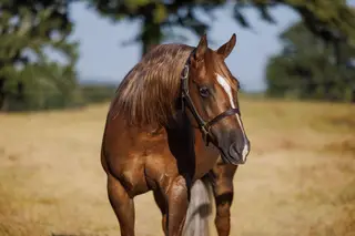 Wallya Got Trashy (Talia), 3 Year Old Quarter Horse Mare for Sale in Marietta, OK