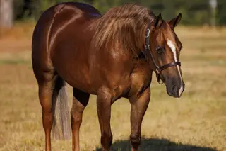 Wallya Got Trashy (Talia), 3 Year Old Sorrel Quarter Horse Mare for Sale in Marietta, OK, photo 2 of 2