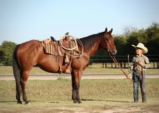 Bay Quarter Horse Mare, 17 Year Old Bay Quarter Horse Mare for Sale in Wolfe City, TX, photo 2 of 5