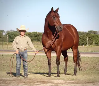 Bay Quarter Horse Mare, 17 Year Old Bay Quarter Horse Mare for Sale in Wolfe City, TX, photo 3 of 5