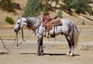 A Silver Dollar, 8 Year Old Grey Quarter Horse Gelding for Sale in Paicines, CA