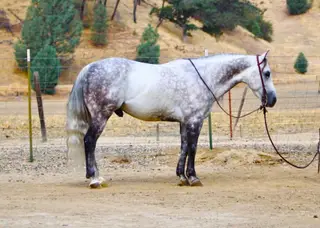 A Silver Dollar, 8 Year Old Grey Quarter Horse Gelding for Sale in Paicines, CA, photo 2 of 4