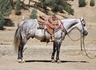 A Silver Dollar, 8 Year Old Grey Quarter Horse Gelding for Sale in Paicines, CA, photo 3 of 4