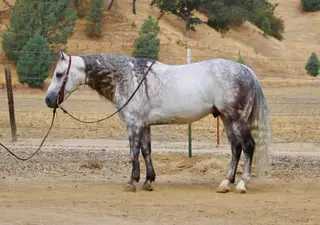 A Silver Dollar, 8 Year Old Grey Quarter Horse Gelding for Sale in Paicines, CA, photo 4 of 4