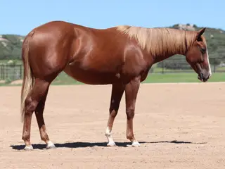 Filly by SMART SUGAR BADGER, 1 Year Old Sorrel Quarter Horse Filly for Sale in Dewey, AZ