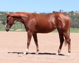 Filly by SMART SUGAR BADGER, 1 Year Old Sorrel Quarter Horse Filly for Sale in Dewey, AZ, photo 2 of 3