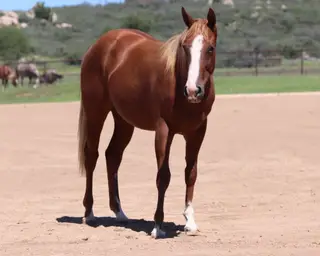 Filly by SMART SUGAR BADGER, 1 Year Old Sorrel Quarter Horse Filly for Sale in Dewey, AZ, photo 3 of 3