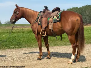 Shiny Cat, 5 Year Old Sorrel Quarter Horse Gelding for Sale in Buck Lake