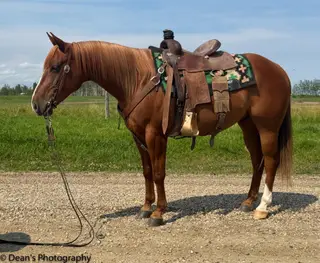 Shiny Cat, 5 Year Old Sorrel Quarter Horse Gelding for Sale in Buck Lake, photo 2 of 2