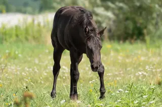 Filly by A Sparkling Vintage, Foal Smoky Black Quarter Horse Filly for Sale in Wrocław