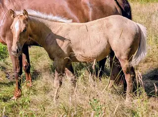 Classys Finest Twist, 1 Year Old Palomino Quarter Horse Colt for Sale in Sutton