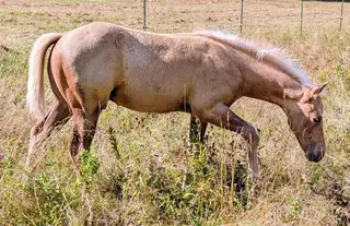 Classys Finest Twist, 1 Year Old Palomino Quarter Horse Colt for Sale in Sutton, photo 2 of 4