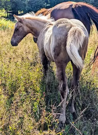 Classys Finest Twist, 1 Year Old Palomino Quarter Horse Colt for Sale in Sutton, photo 3 of 4