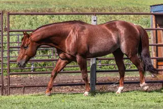 Justa Sweet Lil CD (Lil Roo), 1 Year Old Sorrel Quarter Horse Filly for Sale in Spruce Grove, AB