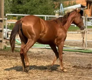 Justa Sweet Lil CD (Lil Roo), 1 Year Old Sorrel Quarter Horse Filly for Sale in Spruce Grove, AB, photo 3 of 5