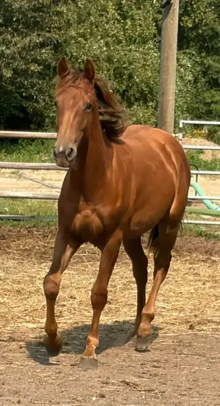 Justa Sweet Lil CD (Lil Roo), 1 Year Old Sorrel Quarter Horse Filly for Sale in Spruce Grove, AB, photo 4 of 5