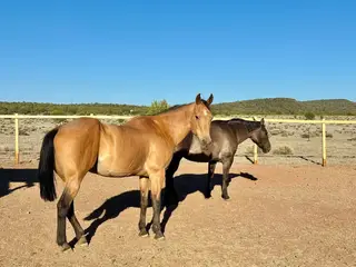 Driftys Lady, 20 Year Old Buckskin Quarter Horse Mare for Sale in Seligman, AZ, photo 2 of 3