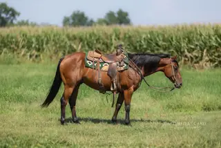 CD Dry Dancing (Merle), 7 Year Old Bay Quarter Horse Gelding for Sale in Lewistown, IL, photo 2 of 3