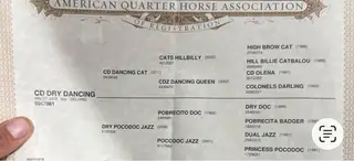 CD Dry Dancing (Merle), 7 Year Old Bay Quarter Horse Gelding for Sale in Lewistown, IL, photo 3 of 3