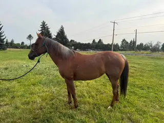 Peeka Mate Two (Roo), 14 Year Old Red Roan Quarter Horse Mare for Sale in Ellensburg, WA