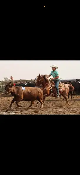 Peeka Mate Two (Roo), 14 Year Old Red Roan Quarter Horse Mare for Sale in Ellensburg, WA, photo 3 of 3