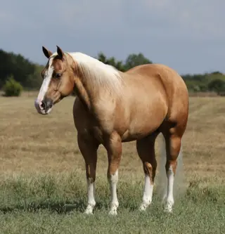 Smokin O Spark (Elvis), 4 Year Old Palomino Quarter Horse Gelding for Sale in Buffalo, MO, photo 5 of 6