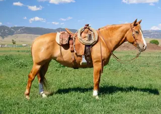 Pickles, 6 Year Old Dun Percheron/Quarter Horse Cross Mare for Sale in Buffalo, WY, photo 2 of 5