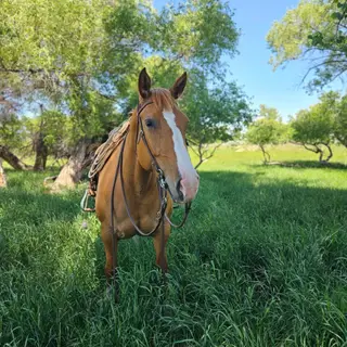 Pickles, 6 Year Old Dun Percheron/Quarter Horse Cross Mare for Sale in Buffalo, WY, photo 4 of 5