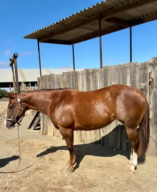 Little Debby (Little Debbie), 9 Year Old Sorrel Quarter Horse Mare for Sale in Jackson, CA