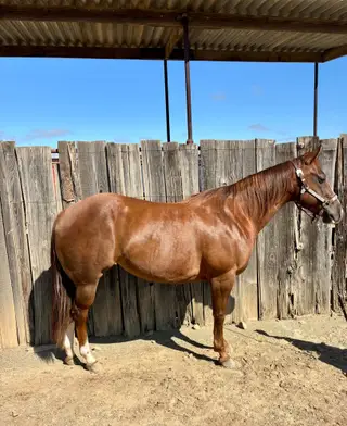 Little Debby (Little Debbie), 9 Year Old Sorrel Quarter Horse Mare for Sale in Jackson, CA, photo 2 of 5
