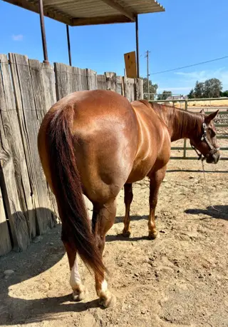 Little Debby (Little Debbie), 9 Year Old Sorrel Quarter Horse Mare for Sale in Jackson, CA, photo 3 of 5
