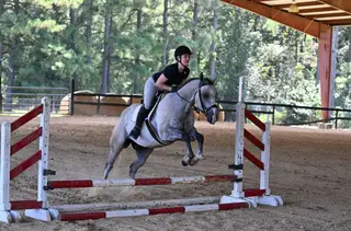 JBC Cashin Star (Fletcher), 4 Year Old Grey Dun Quarter Horse Gelding for Sale in Bakersfield, CA, photo 2 of 6