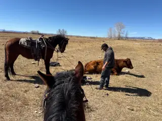Akiles, 9 Year Old Bay Quarter Horse Gelding for Sale in Fort Duchesne, UT, photo 3 of 5
