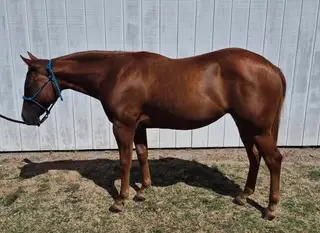 Filly by Spooks Gotta Spark, 1 Year Old Sorrel Quarter Horse Filly for Sale in Tulsa, OK