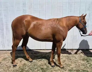 Filly by Spooks Gotta Spark, 1 Year Old Sorrel Quarter Horse Filly for Sale in Tulsa, OK, photo 2 of 4