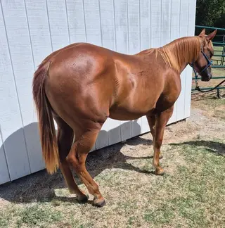 Filly by Spooks Gotta Spark, 1 Year Old Sorrel Quarter Horse Filly for Sale in Tulsa, OK, photo 3 of 4
