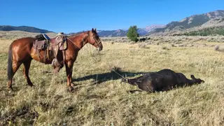 Gelding by Playgun (sired by, per seller, unpapered), 6 Year Old Sorrel Quarter Horse Gelding for Sale in Meeteetse, WY, photo 2 of 4