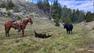 Gelding by Playgun (sired by, per seller, unpapered), 6 Year Old Sorrel Quarter Horse Gelding for Sale in Meeteetse, WY, photo 3 of 4