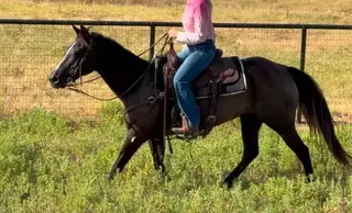Molly, 10 Year Old Buckskin Mare for Sale in Weatherford, TX, photo 2 of 5
