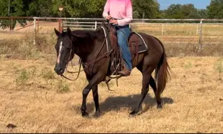 Molly, 10 Year Old Buckskin Mare for Sale in Weatherford, TX, photo 3 of 5