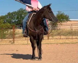 Molly, 10 Year Old Buckskin Mare for Sale in Weatherford, TX, photo 5 of 5