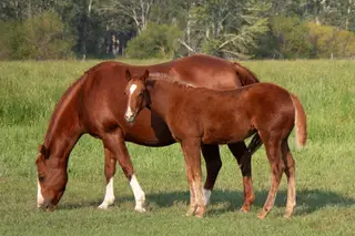 Grace O Malley, Foal Sorrel Quarter Horse Filly for Sale in Dillon, MT, photo 2 of 4
