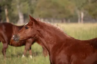 Grace O Malley, Foal Sorrel Quarter Horse Filly for Sale in Dillon, MT, photo 3 of 4