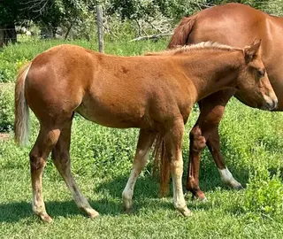 Grace O Malley, Foal Sorrel Quarter Horse Filly for Sale in Dillon, MT, photo 4 of 4