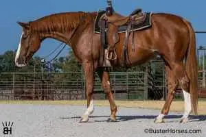 Zippos Poker, 15 Year Old Sorrel Paint Horse Gelding for Sale