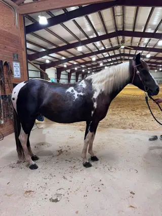 Docs Modern Legacy (Junie), 6 Year Old Black Tobiano Paint Mare for Sale in Quinton, VA