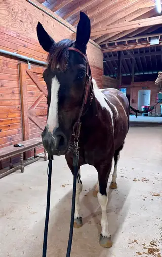 Docs Modern Legacy (Junie), 6 Year Old Black Tobiano Paint Mare for Sale in Quinton, VA, photo 2 of 4