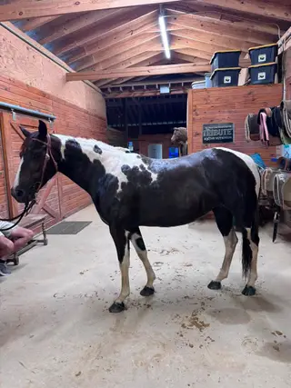Docs Modern Legacy (Junie), 6 Year Old Black Tobiano Paint Mare for Sale in Quinton, VA, photo 3 of 4
