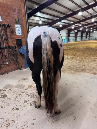Docs Modern Legacy (Junie), 6 Year Old Black Tobiano Paint Mare for Sale in Quinton, VA, photo 4 of 4