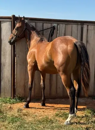 Digby Frosty Dude, 1 Year Old Bay Quarter Horse Colt for Sale in Purdy, MO, photo 2 of 5